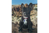 Paint My Pet Dog Portrait 15% donated to Tri County Humane Society